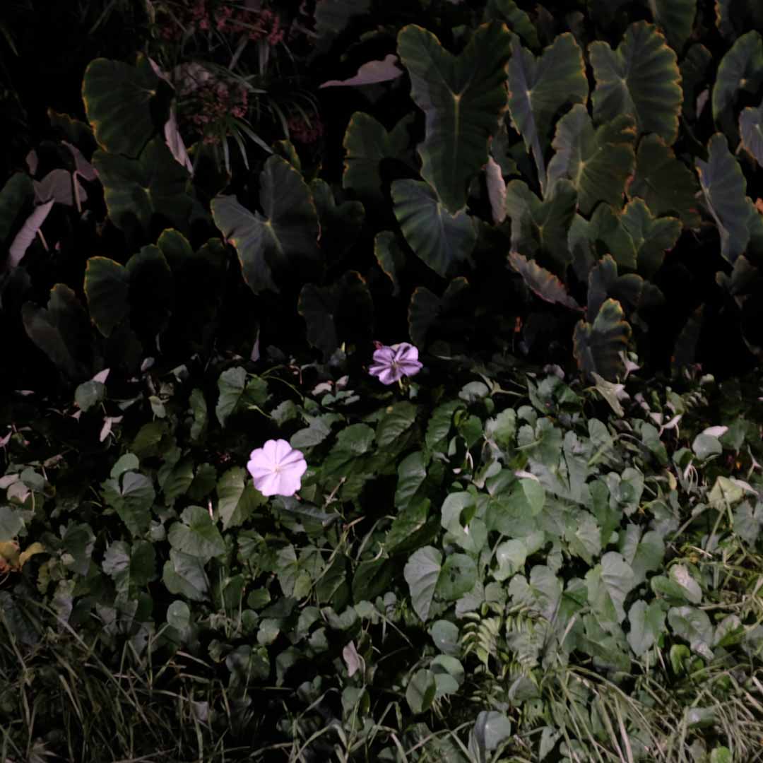 Flores entre hojas en la noche