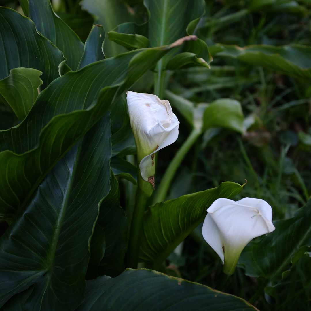 Calas blancas entre hojas