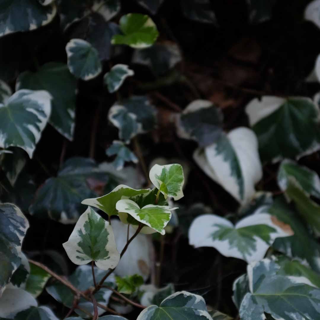 Hiedra variegada sobre un muro
