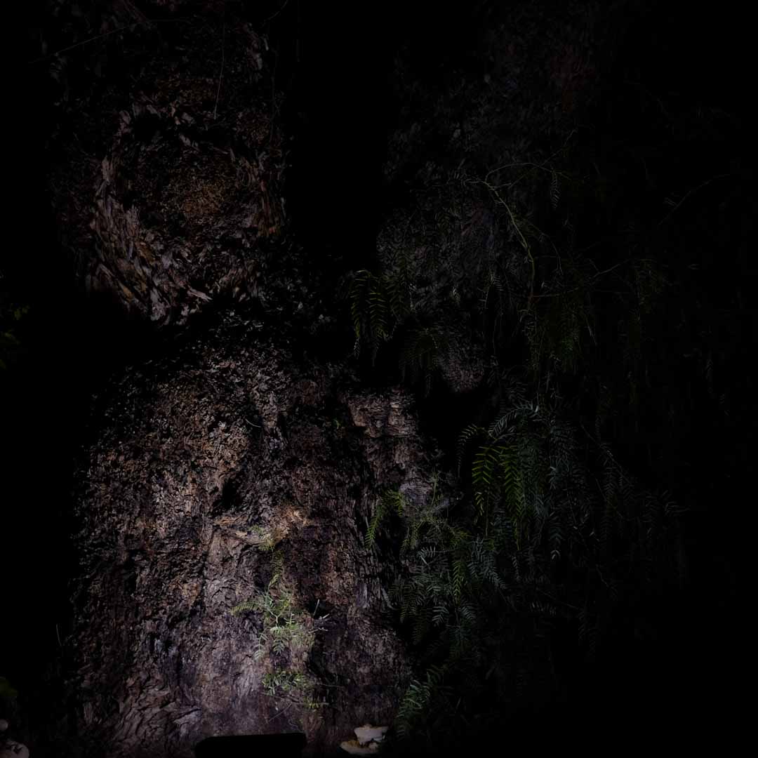 Tronco y helechos en la oscuridad